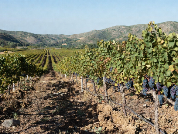 Dry Farm Grapes: Guide, Benefits, Growing, Harvesting Tips