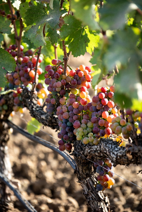 Dry Farm Grapes: Guide, Benefits, Growing, Harvesting Tips