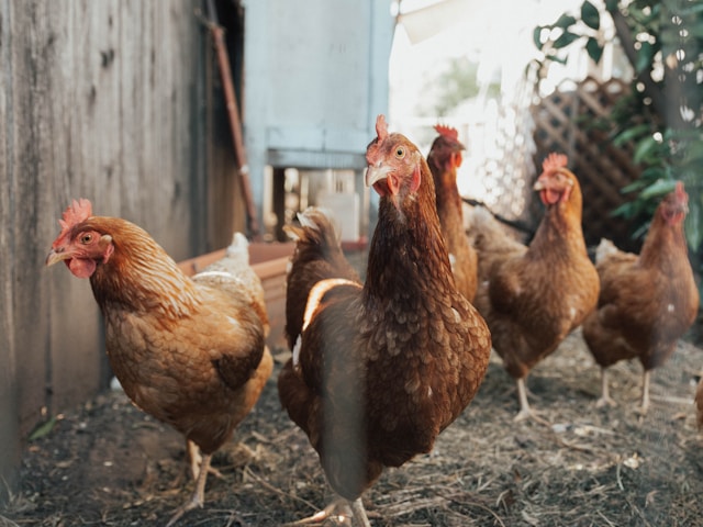Raising Chickens for Beginners: Easy Flock Tips Guide
