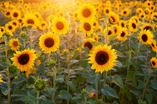 Agriculture Sunflower Complete Farming Guide for Higher Harvests