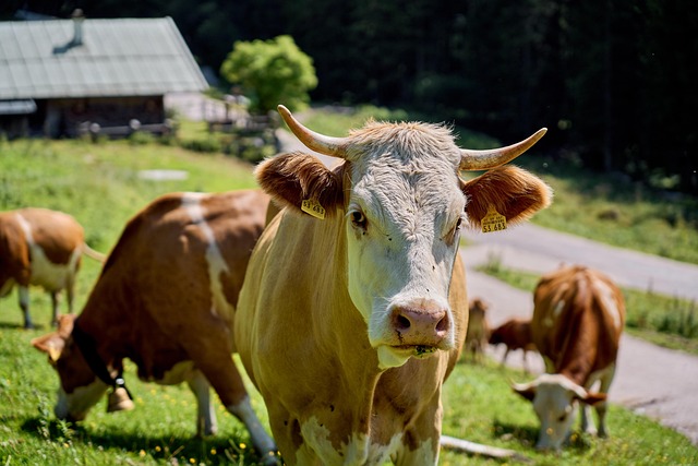 June Dairy Month Facts: Fun History, Benefits, Celebrations