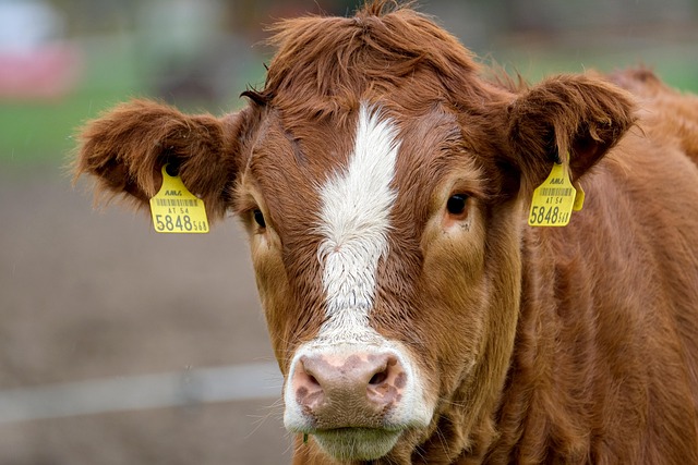 Cow Form Guide: Types, Uses, Benefits Explained