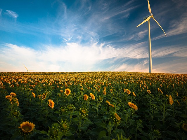 Agriculture Sunflower Complete Farming Guide for Higher Harvests