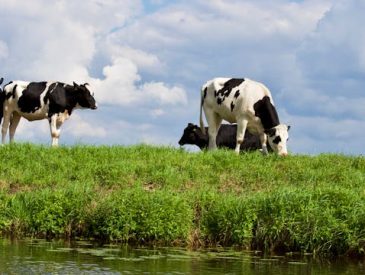 Clover Farms Dairy: Fresh Milk from Family Farms