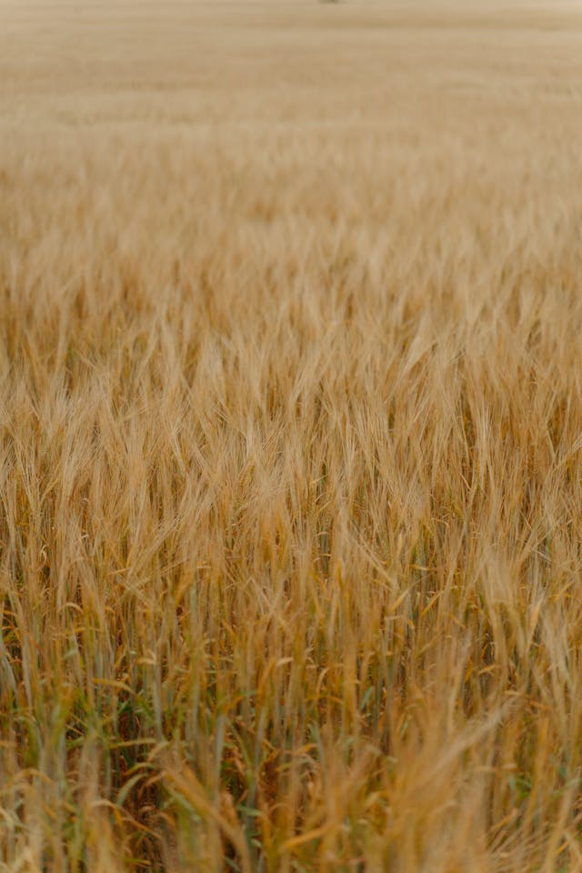 Shades of Wheat: A Journey Through Warm, Golden Hues - Modern-day Farm ...