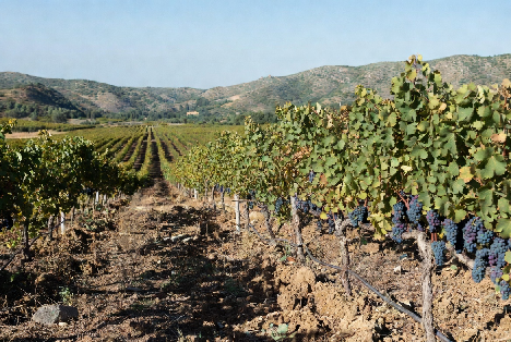 Dry Farm Grapes: Guide, Benefits, Growing, Harvesting Tips