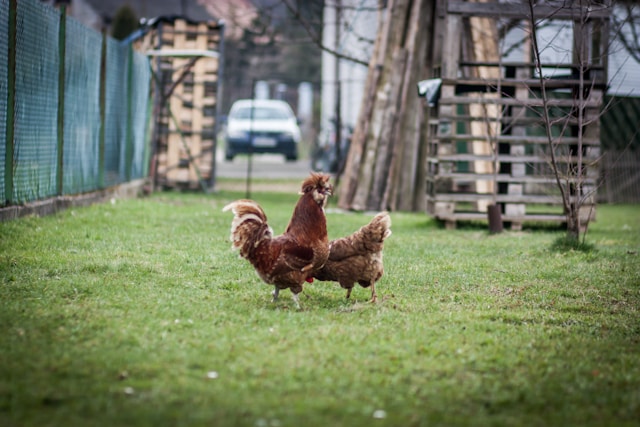 Coop Security