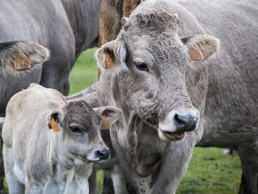 June Dairy Month Facts: Fun History, Benefits, Celebrations