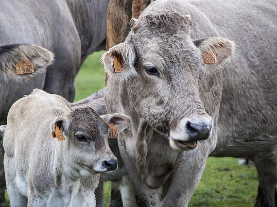 June Dairy Month Facts: Fun History, Benefits, Celebrations