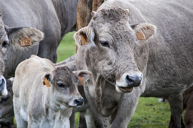 June Dairy Month Facts: Fun History, Benefits, Celebrations