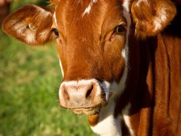 Cow Form Guide: Types, Uses, Benefits Explained
