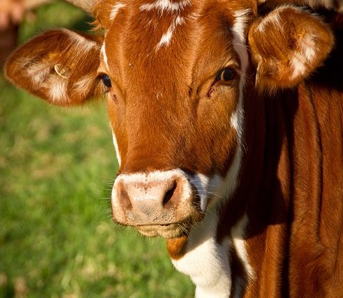 Cow Form Guide: Types, Uses, Benefits Explained