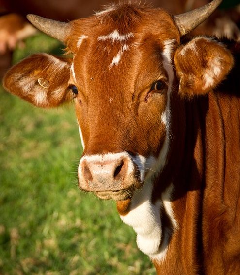Cow Form Guide: Types, Uses, Benefits Explained