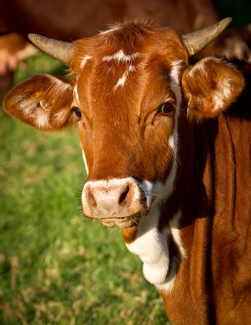 Cow Form Guide: Types, Uses, Benefits Explained - Modern-day Farm Chick