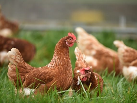 Raising Chickens for Beginners: Easy Flock Tips Guide
