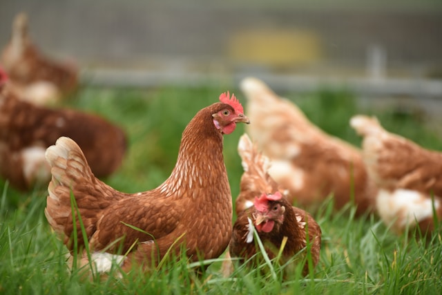 Raising Chickens for Beginners: Easy Flock Tips Guide